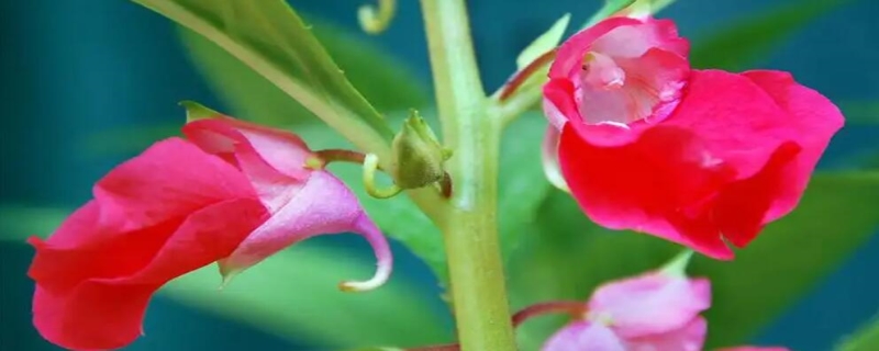 凤仙花可以扦插繁殖吗