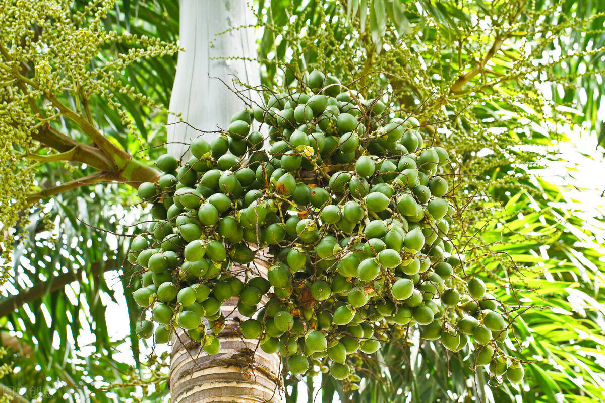 如何种植槟榔