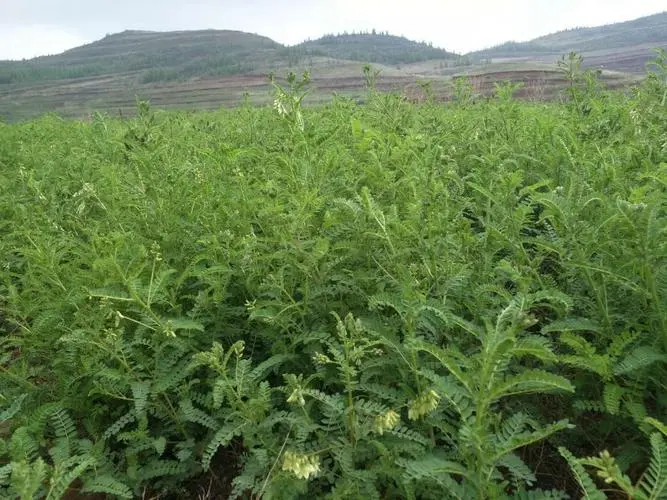 粉黄芪种植基础