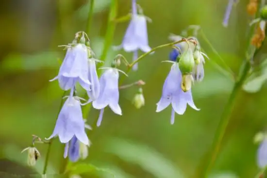 茹河种植风铃花芍药