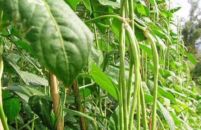 种植豇豆如何防害虫