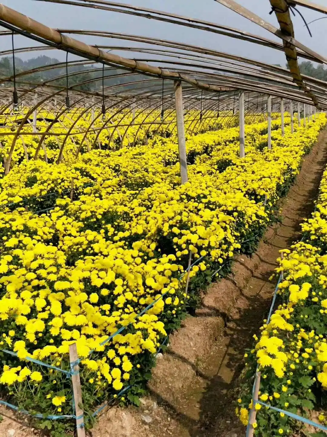 菊花是如何种植的