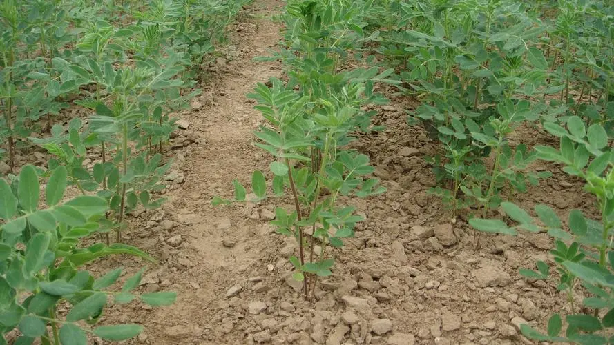 如何种植与管理黄芪