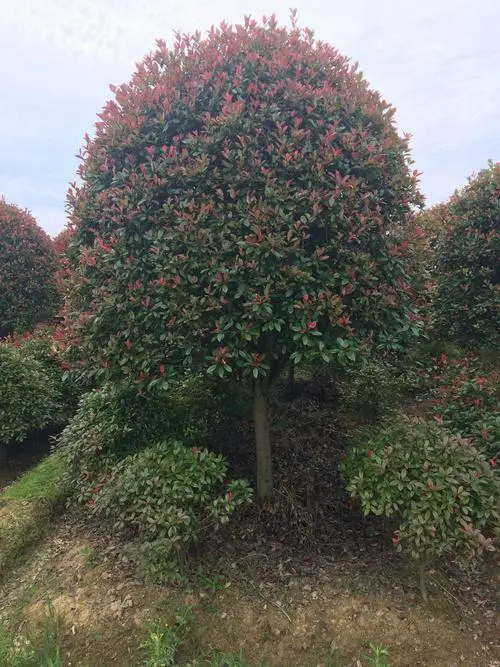 如何管理与种植风景树