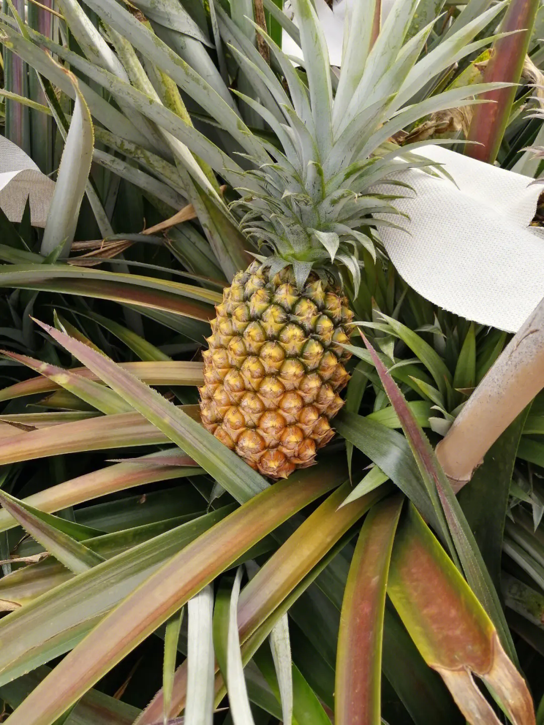 种植凤梨的生活小知识