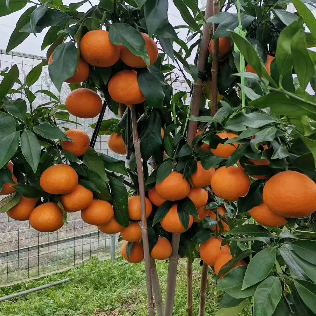 种植红美人树苗的生活知识