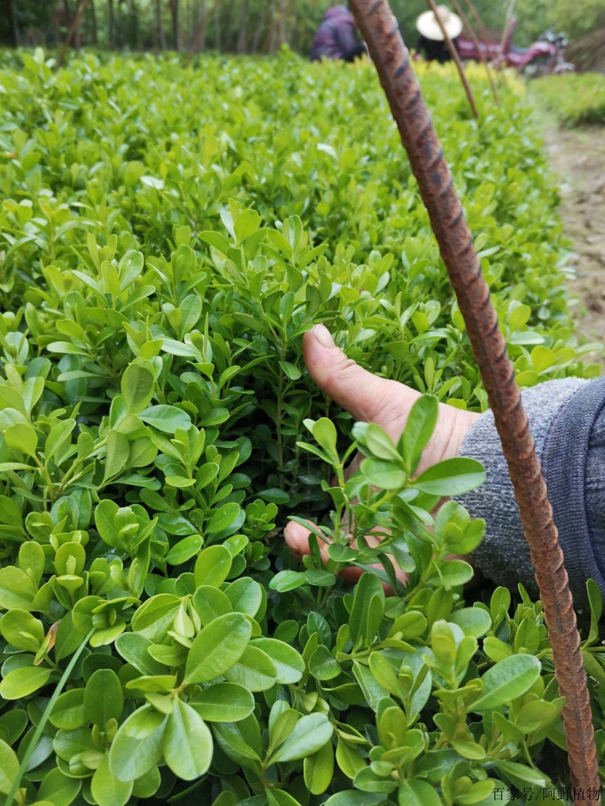 黄杨木的种植基础