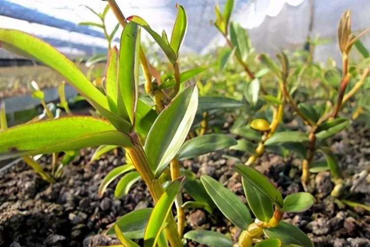 如何种植石斛