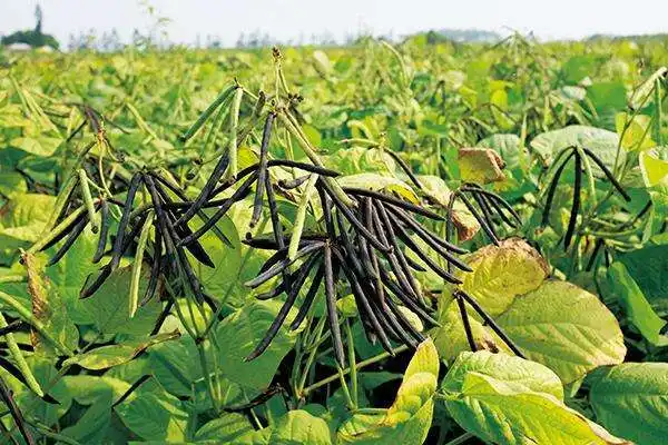 绿豆的种植与管理基础