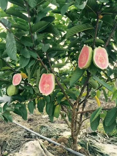 种植芭乐的生活小知识