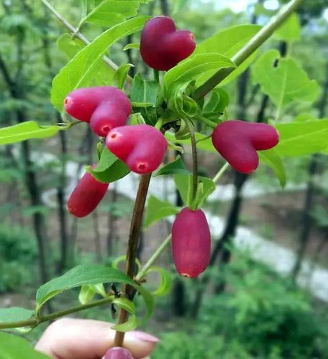 杈杷果的种植基础