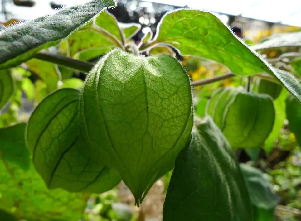 菇茑的种植基础