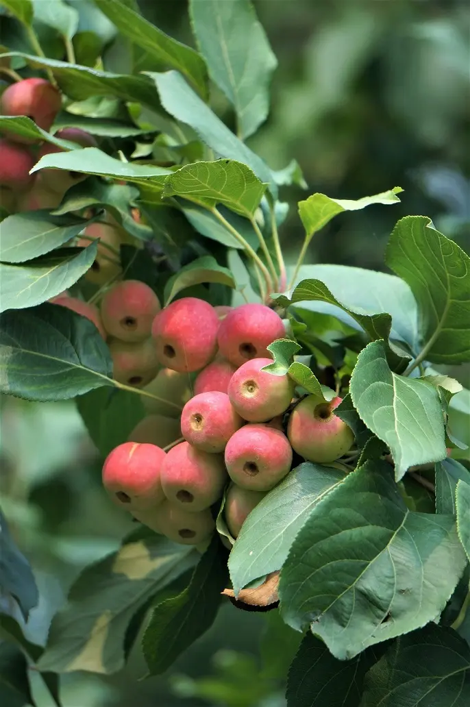 海棠果的种植小技巧