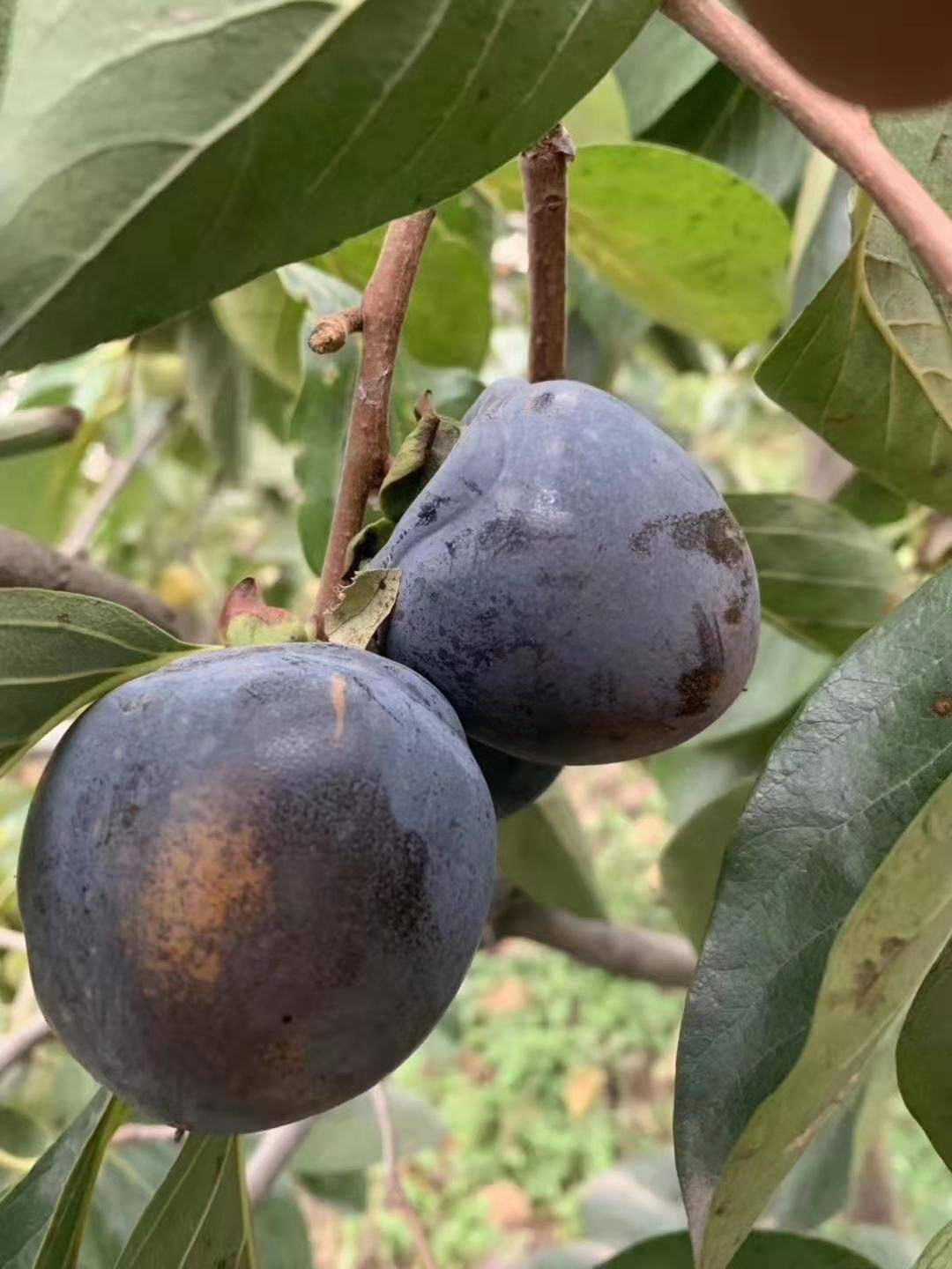 黑肉柿的种植与养护