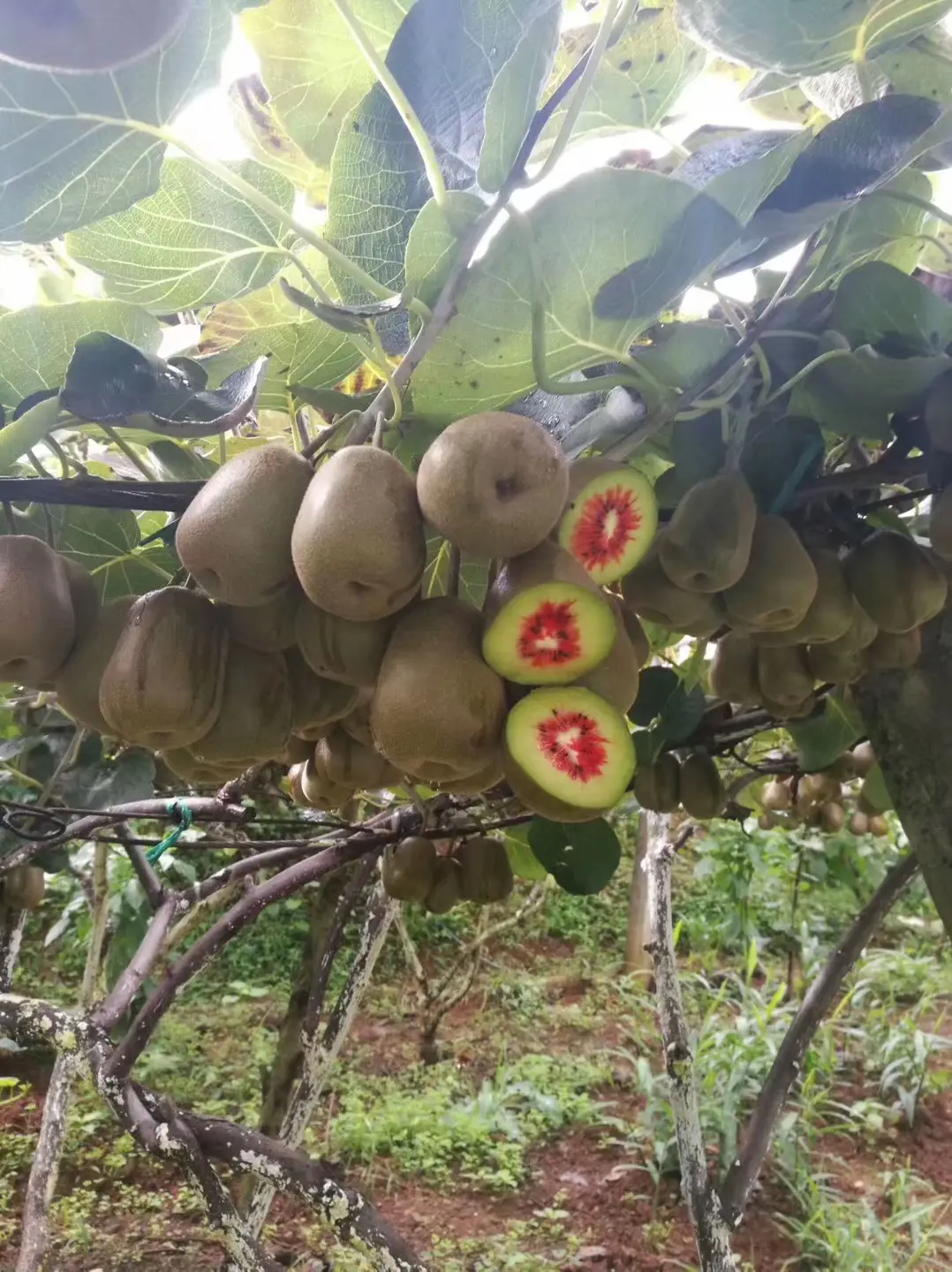 红心猕猴桃的种植与管理