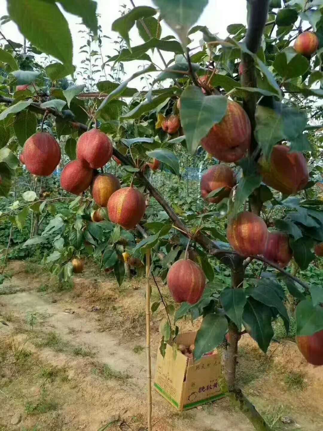 金星果种植与管理