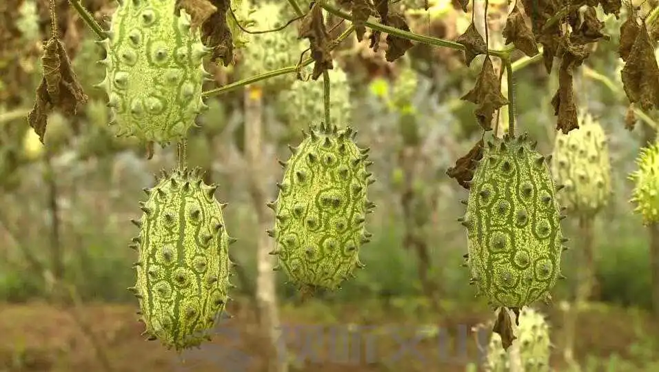 如何种植与养护火参果