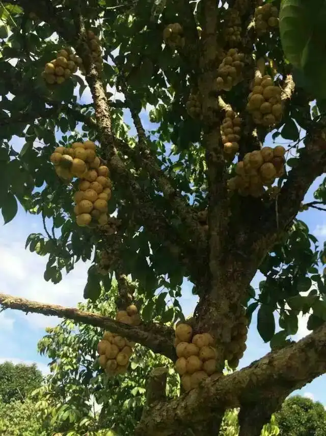 种植龙攻果的生活小知识