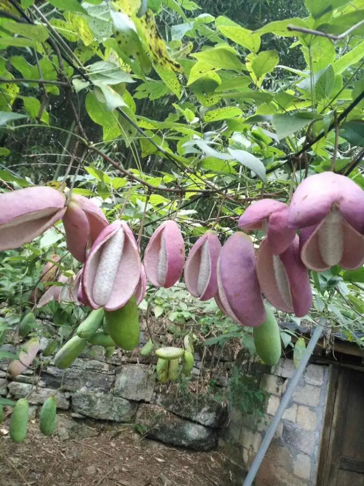 种植猫屎瓜的基础