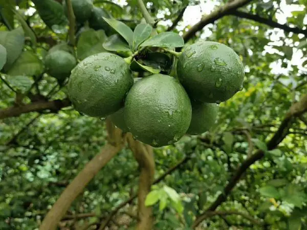 如何种植与管理青柠