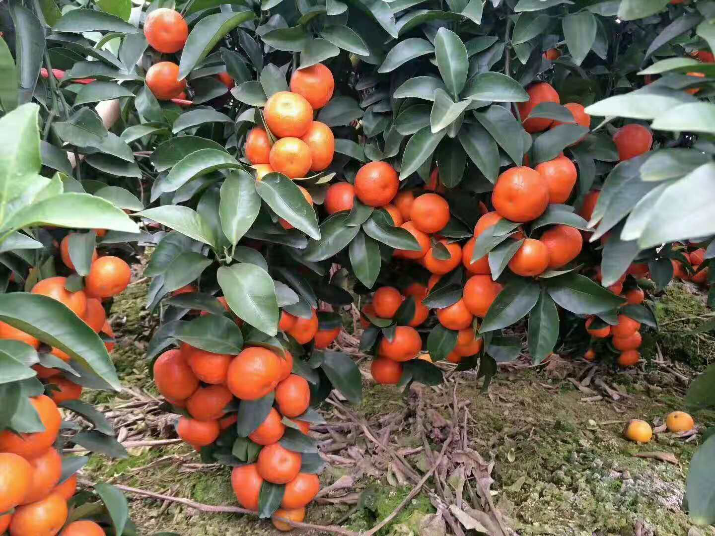 砂糖橘的种植基础小知识