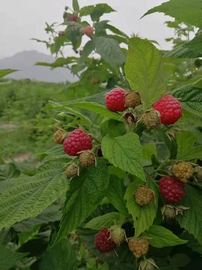 种植树莓的技巧