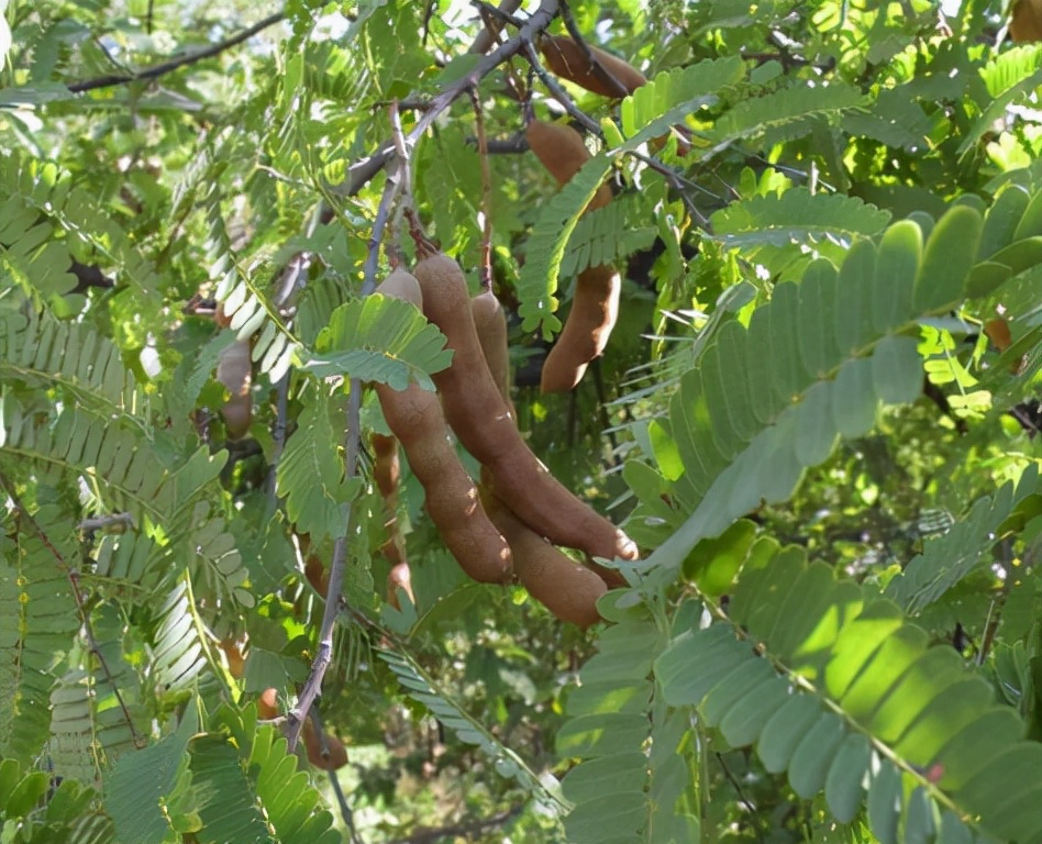 酸角的种植与养护