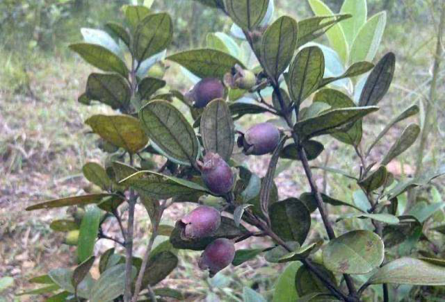 种植乌饭果生活小知识