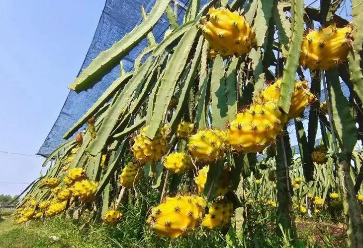 燕窝果的种植方法