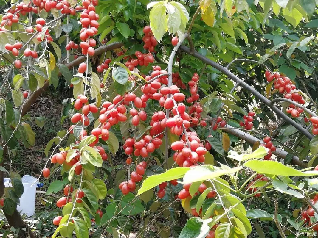 羊奶果的种植与养护