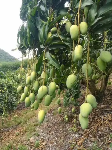 小台芒的种植基础