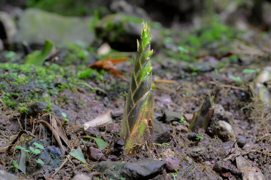 种植与管理雷笋