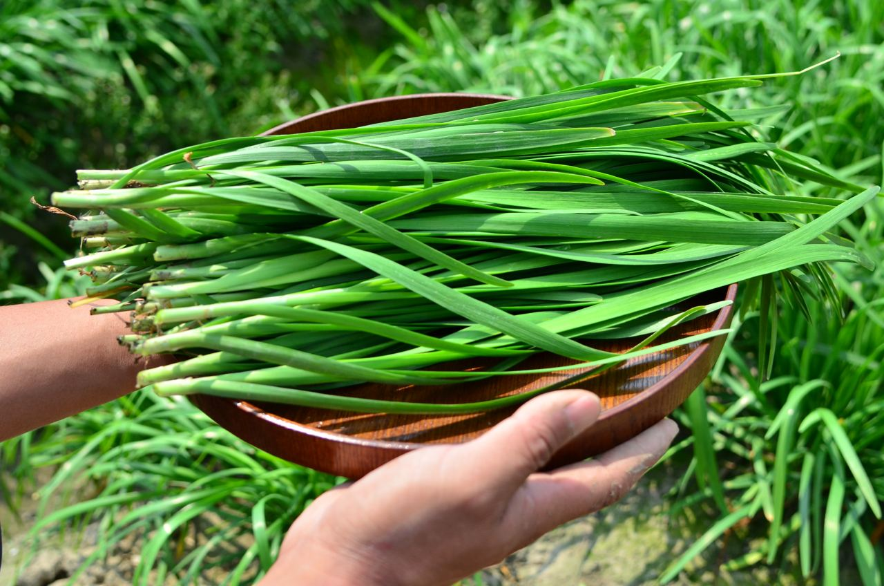 种植韭菜的基本技巧