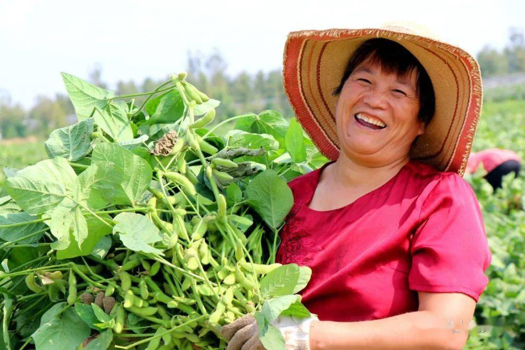 种植青豆的步骤及注意事项