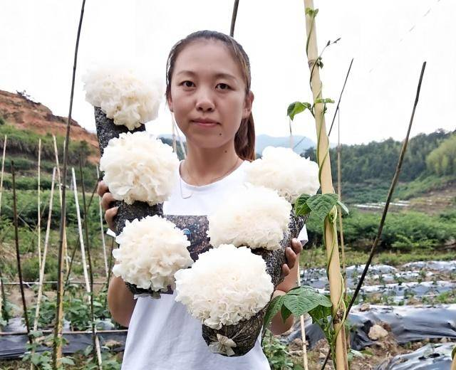 银耳种植过程及注意事项！！！