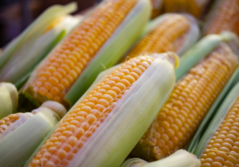 9月份可以种玉米吗？
